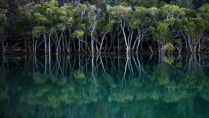 Mangroves: India’s Silent Climate Warriors
